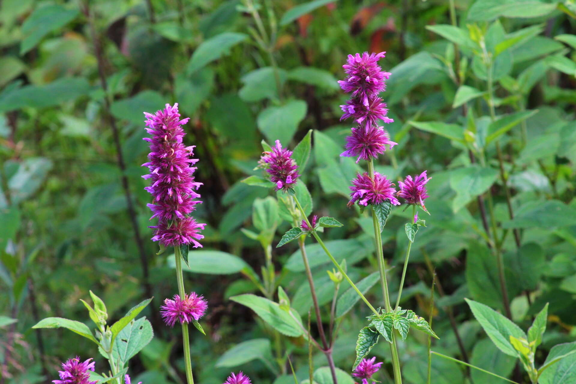 Imagem de Agastache palmeri (B. L. Rob.) Standl.