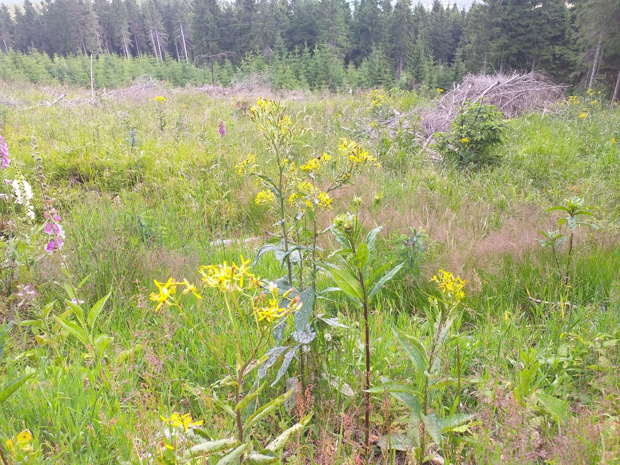 Image of wood ragwort