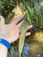 Plancia ëd Phyllostachys reticulata (Rupr.) K. Koch