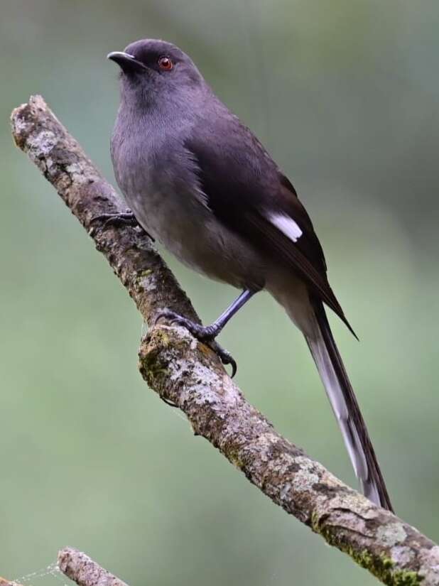 Image of Long-tailed Sibia