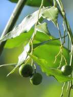 Image of Capparis fascicularis var. fascicularis