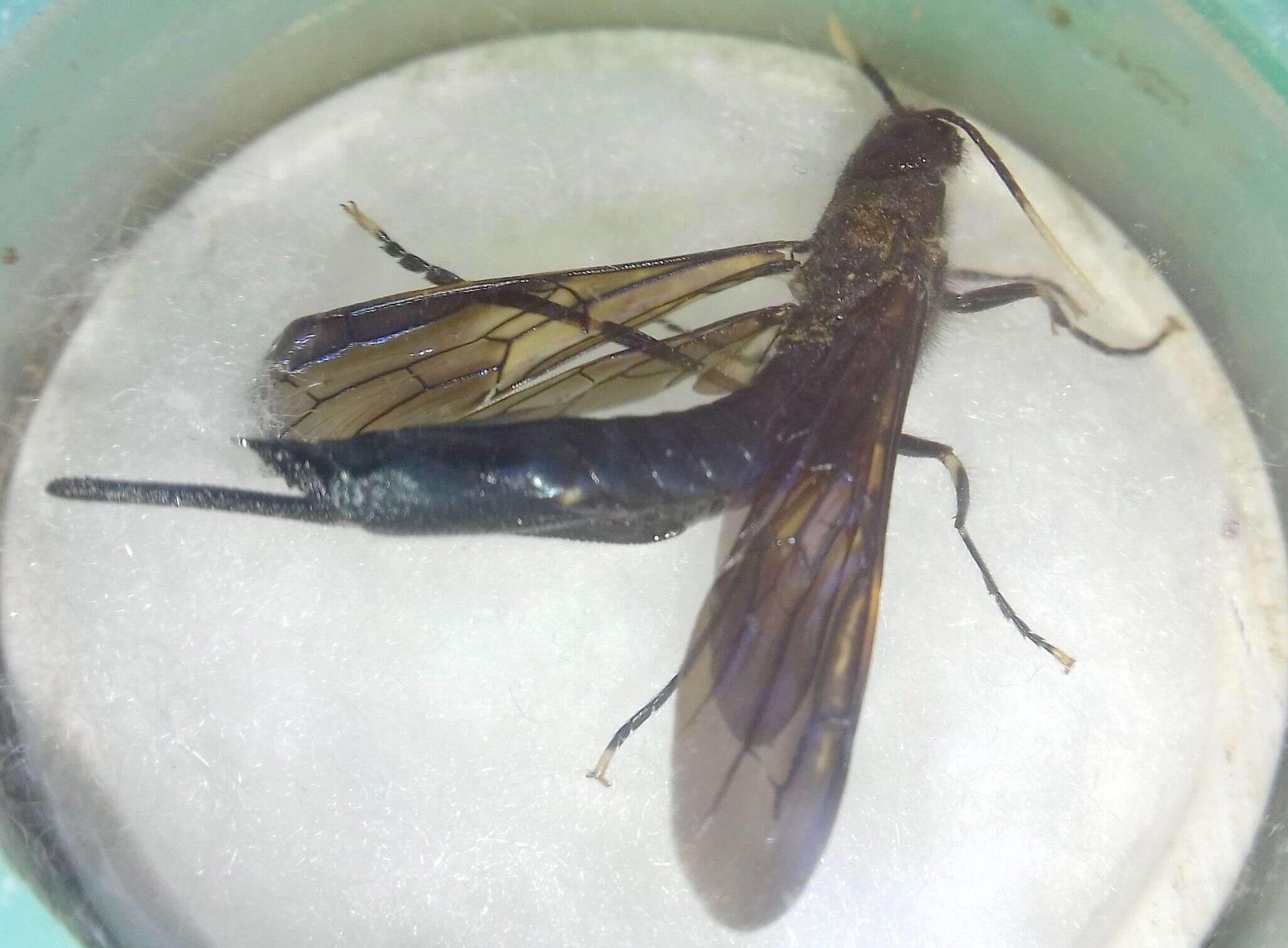 Image of <i>Tremex magus</i>