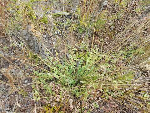 Image de Oxytropis sylvatica (Pall.) DC.