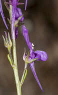 Sivun Linaria pelisseriana (L.) Mill. kuva