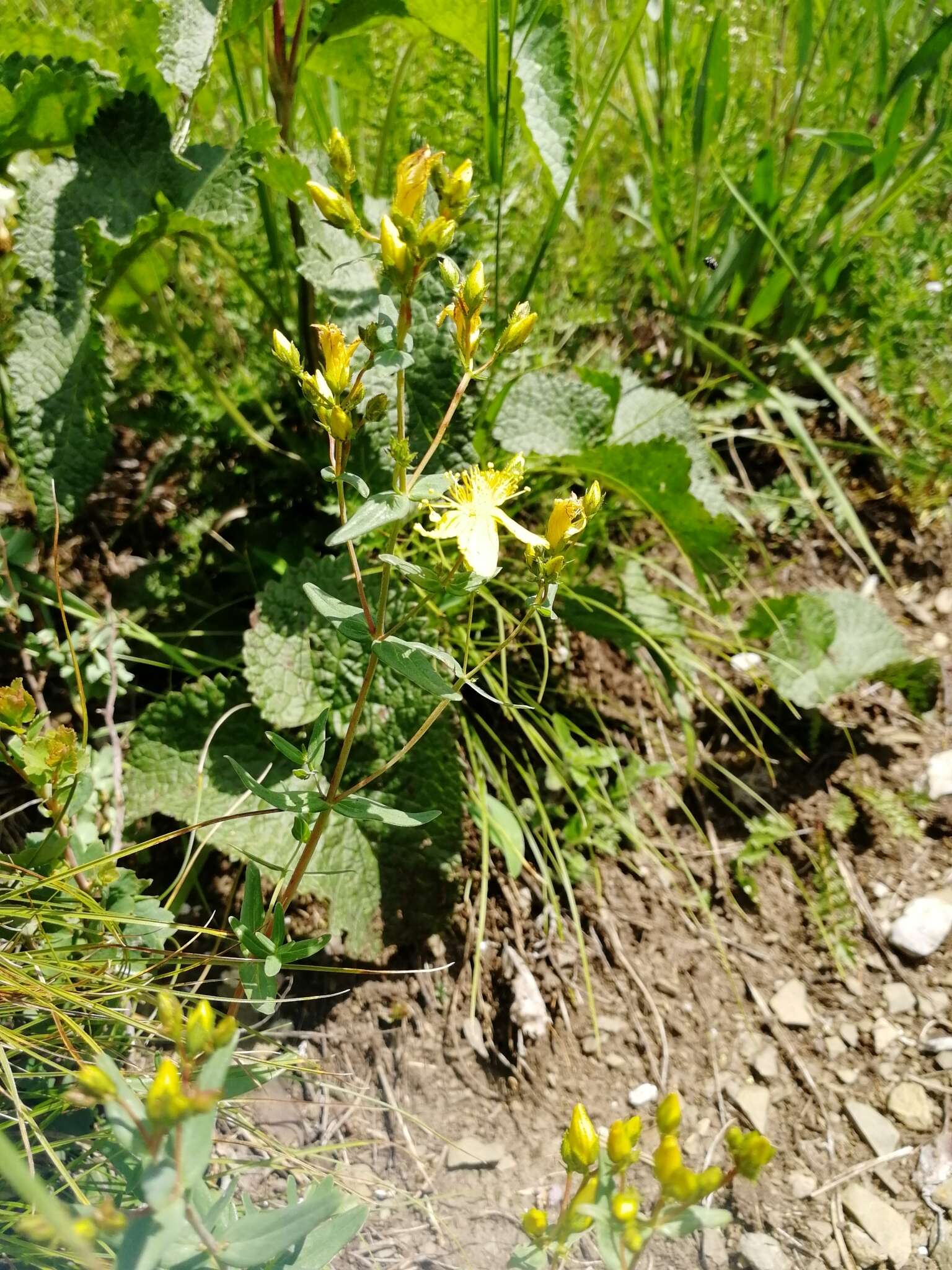 Image of Hypericum elegans Steph. ex Willd.