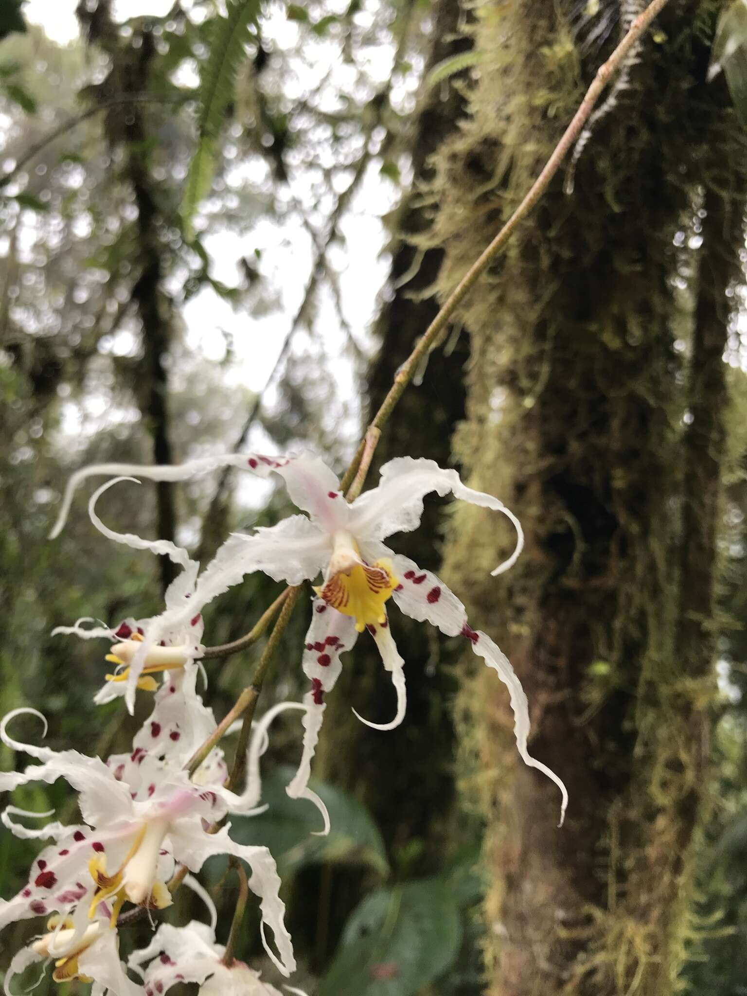 Image of Oncidium cirrhosum (Lindl.) Beer