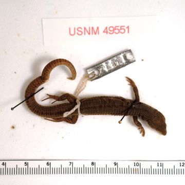 Image of <i>Proctoporus bolivianus</i> Werner 1910
