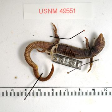 Image of <i>Proctoporus bolivianus</i> Werner 1910