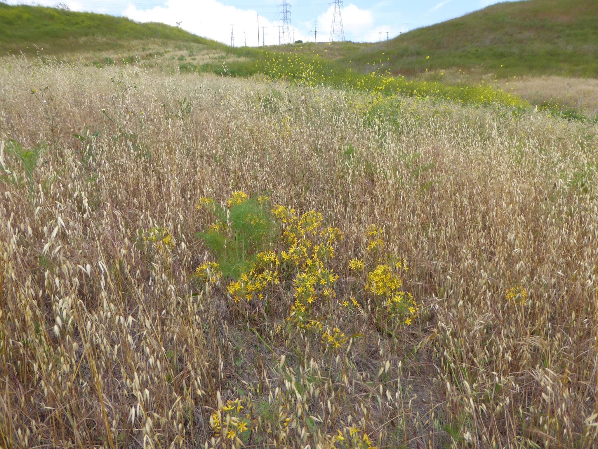 Image of common goldenstar