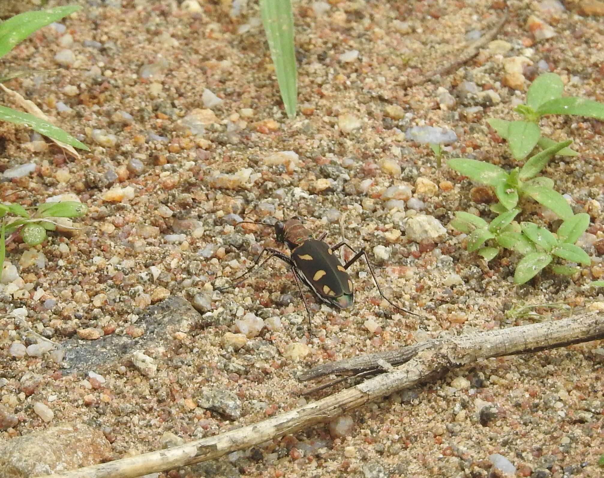 Image of Cicindela (Ancylia) calligramma Schaum 1861