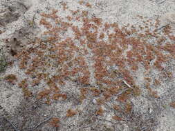 Image of Drosera aberrans (Lowrie & Carlquist) Lowrie & Conran