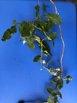 Image of matrimony vine