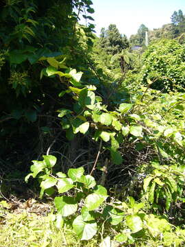 Image de Actinidia chinensis var. hispida C. F. Liang