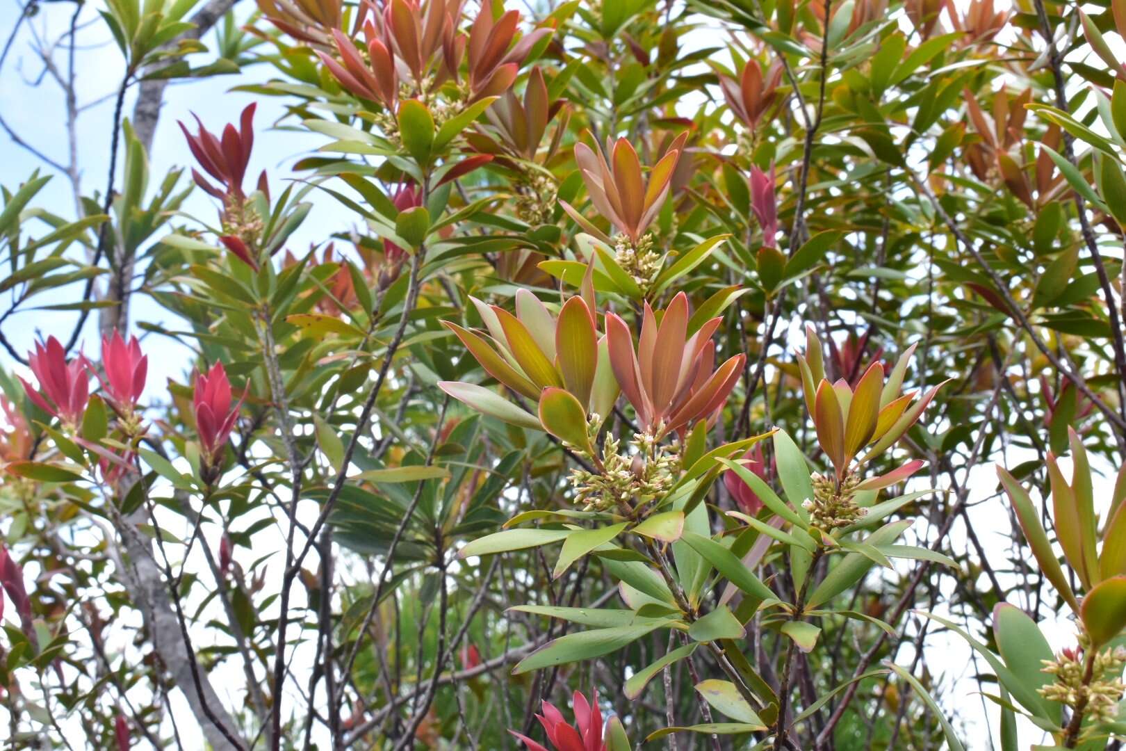 Image of Leucopogon veillonii (Virot)