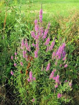 Image of Purple Loosestrife