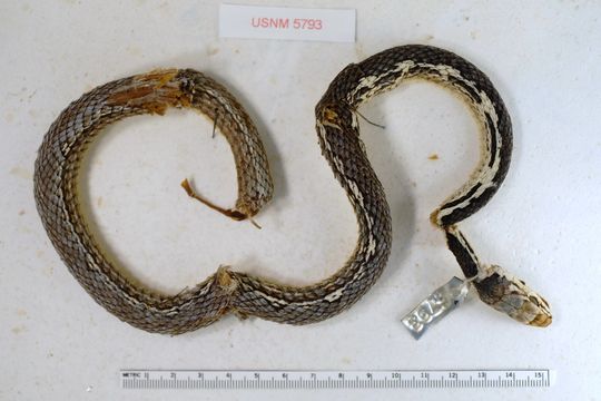 Image of <i>Masticophis aurigulus</i> Cope 1861