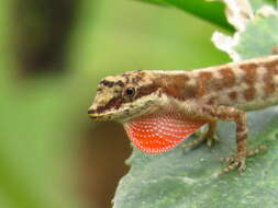 Image of Blemished Anole