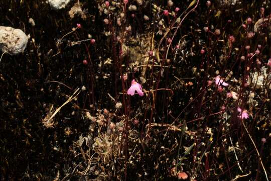 Image of Utricularia multifida R. Br.