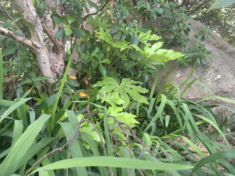 صورة Fatsia