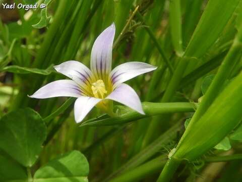 Imagem de Romulea columnae subsp. rollii (Parl.) Marais