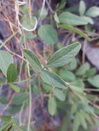 Image of Texas snoutbean