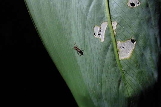 Image of Crematogaster rogenhoferi Mayr 1879