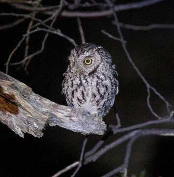 Image of Whiskered Screech Owl