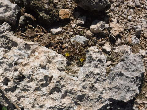 Image of redstem purslane