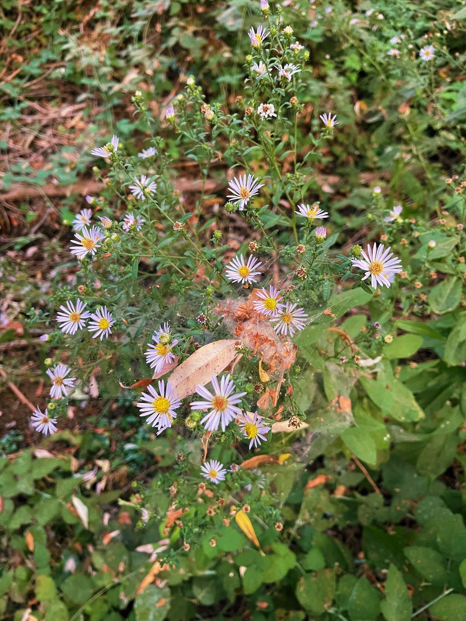 Image of Greata's aster