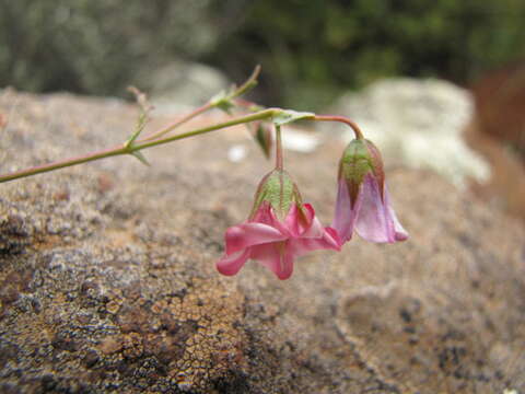 Image de Hermannia glabrata L. fil.