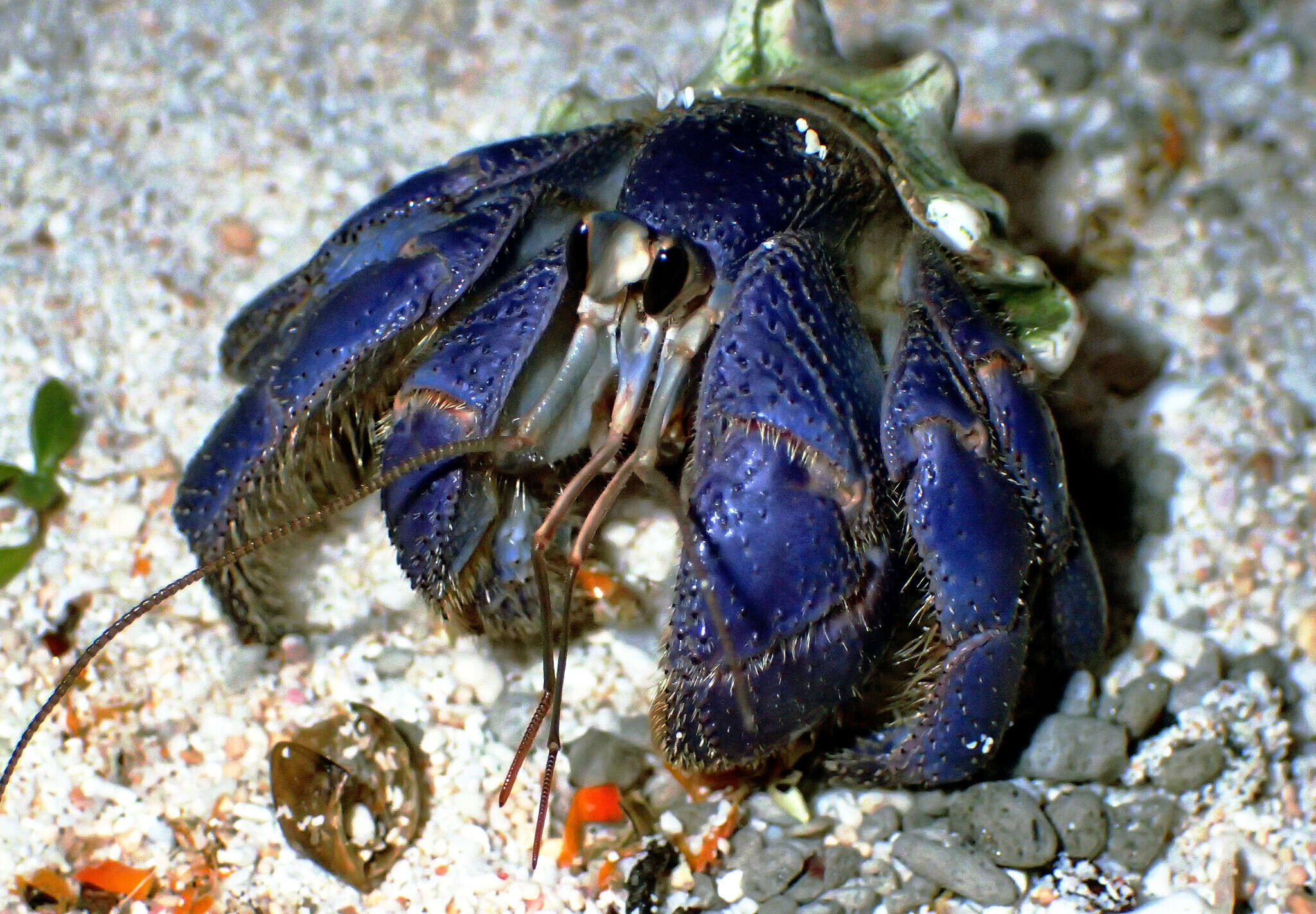 Image de <i>Coenobita purpureus</i>