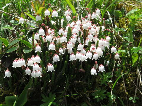 Image de Cassiope selaginoides Hook. fil. & Thomson