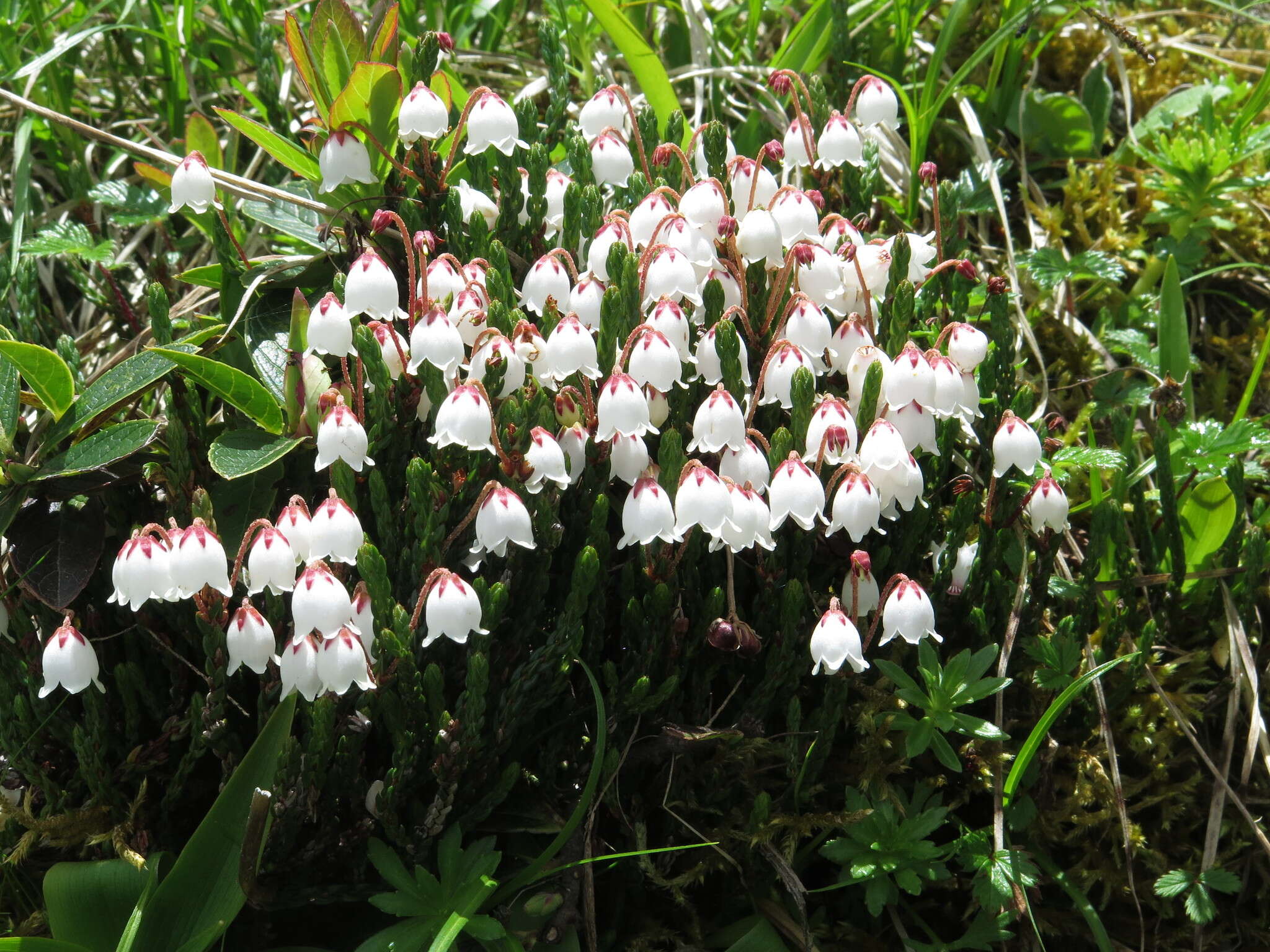 Image de Cassiope selaginoides Hook. fil. & Thomson