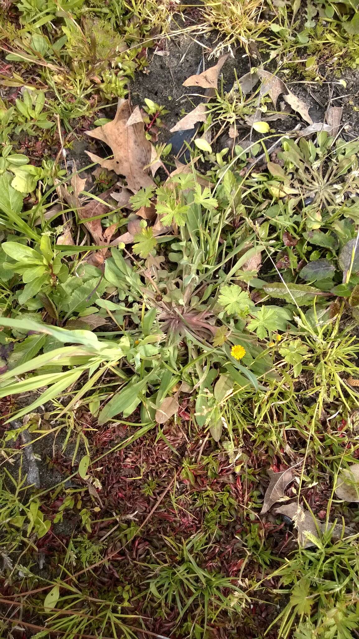 Image of Dwarf Dandelion