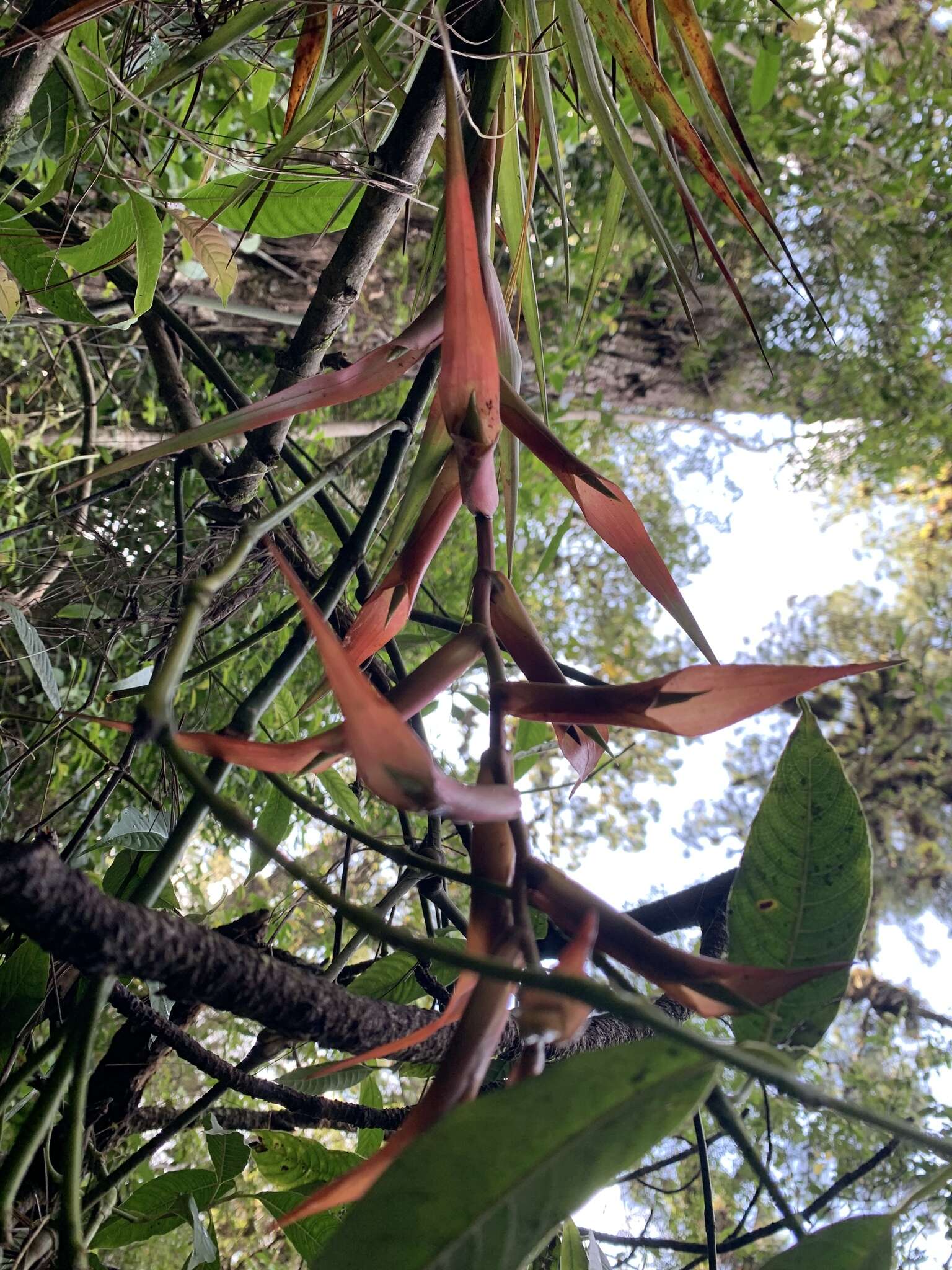 Image of Tillandsia standleyi L. B. Sm.