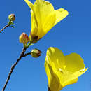 Image of Hibiscus bernieri Baill.