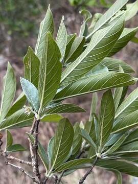 Image of Combretum moggii Exell