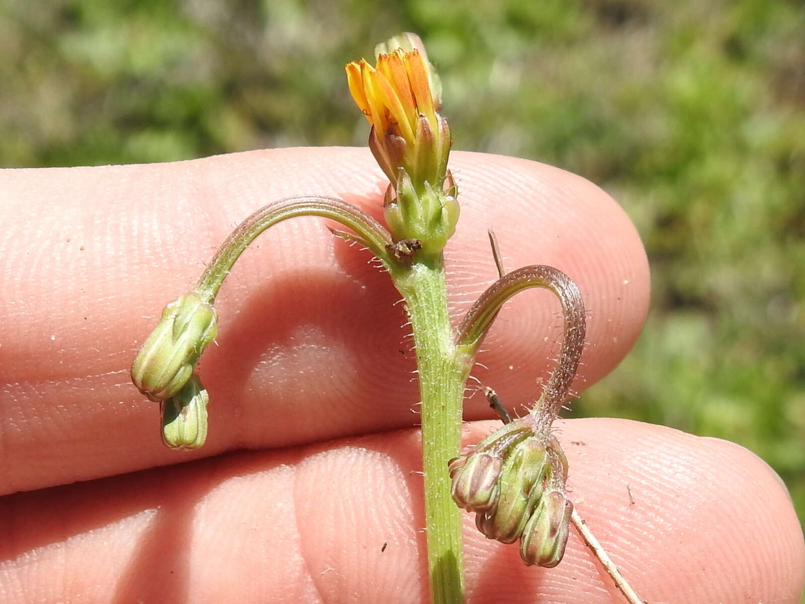 Image of striped hawksbeard