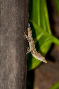 Image of Stripefoot Anole