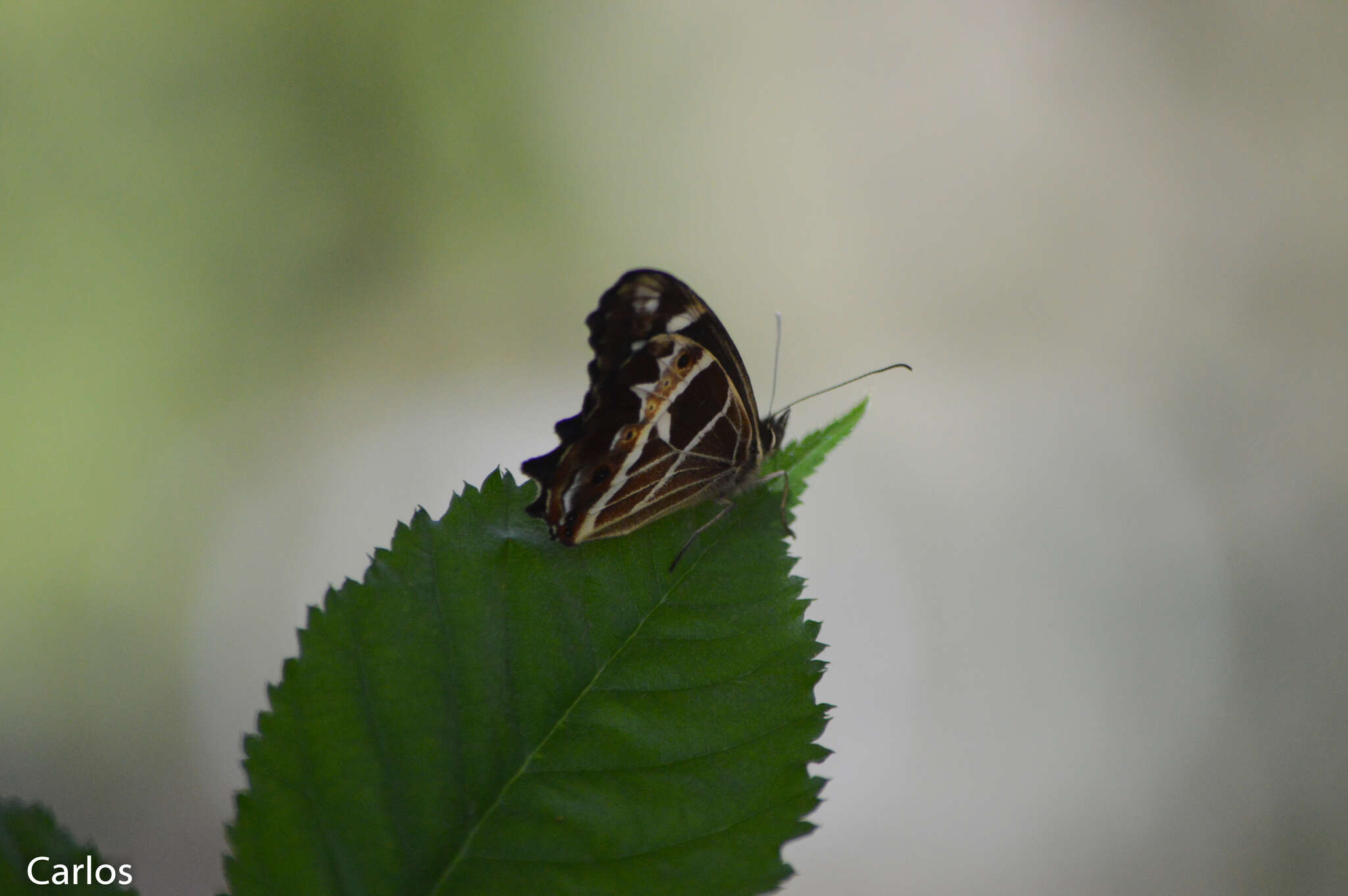 Image de <i>Oxeoschistus tauropolis</i>