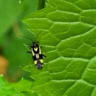 Image of Grypocoris sexguttatus (Fabricius 1777)