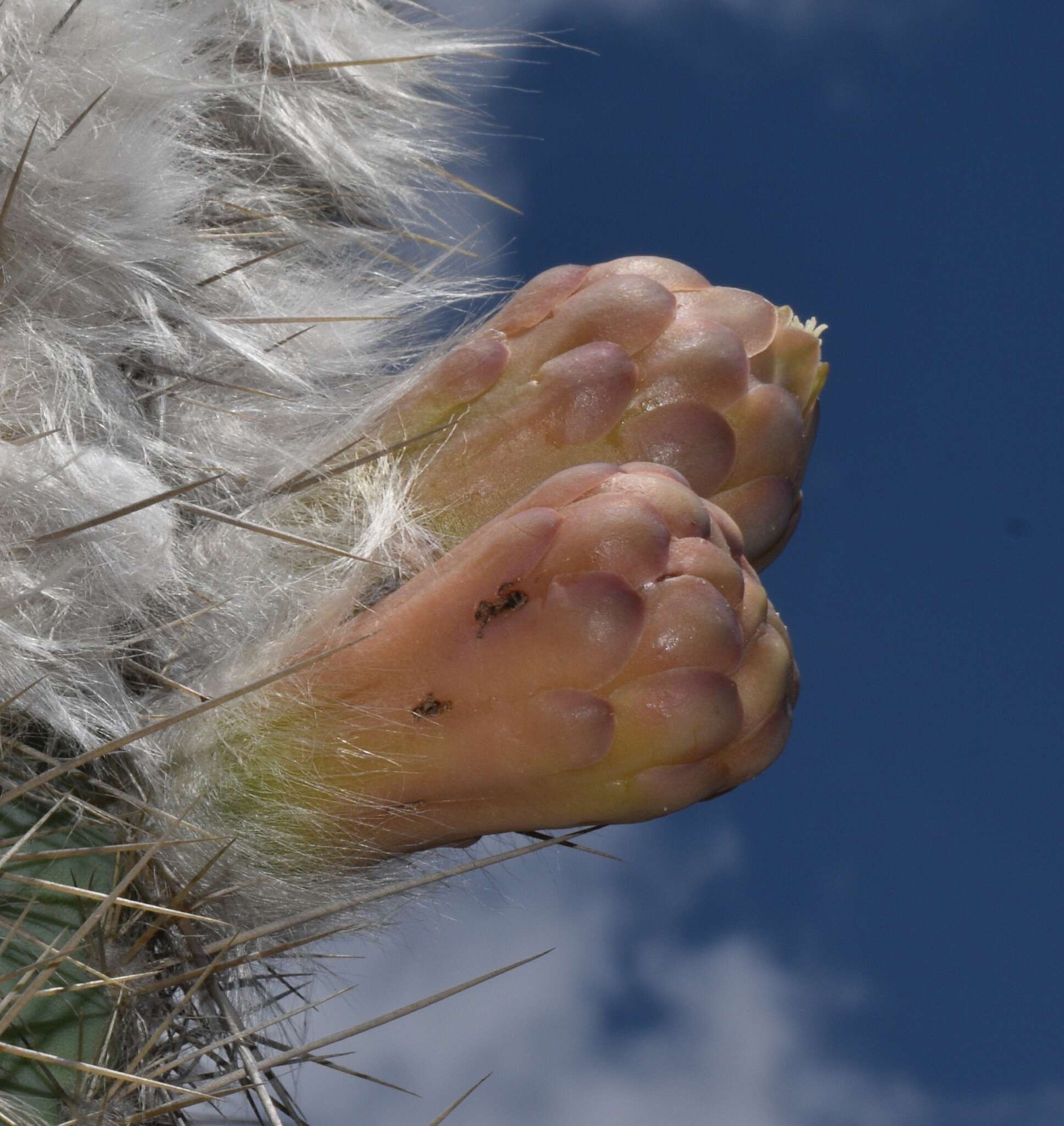 Imagem de Pilosocereus chrysacanthus (F. A. C. Weber) Byles & G. D. Rowley