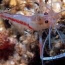 Image of twostripe coral shrimp