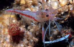 Image of twostripe coral shrimp