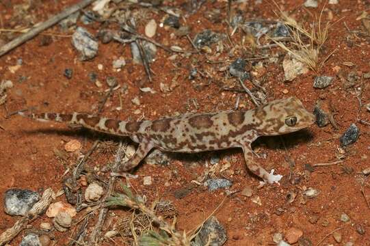 Image of Byrne's Gecko