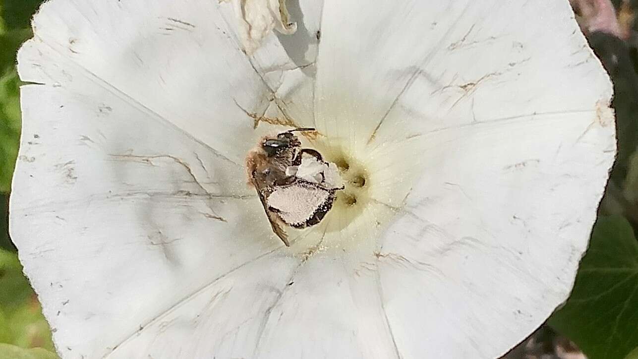 Image of Diadasia bituberculata (Cresson 1879)