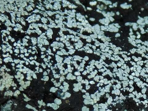 Image of big map lichen