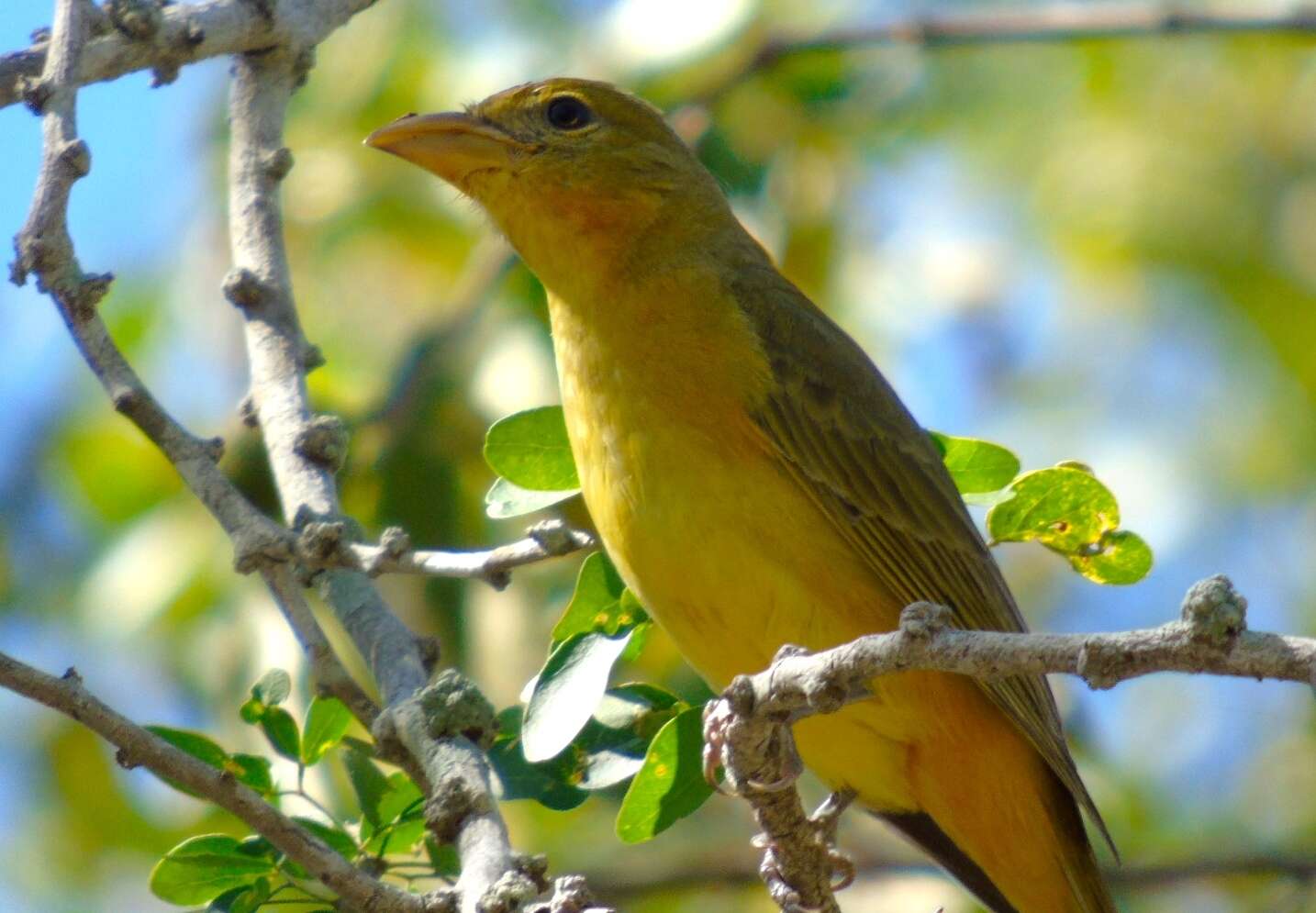 Image of Summer Tanager