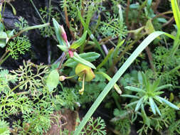 Image de Collinsia sparsiflora var. collina (Jepson) Newsom