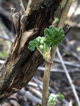 Image of northern black currant